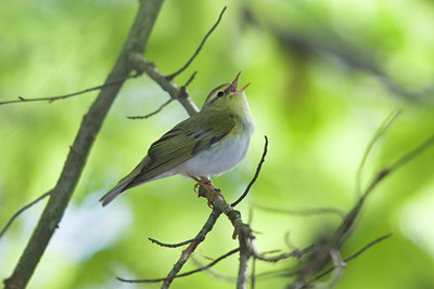 BUITEN BEELD Foto: 21332