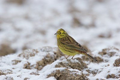 BUITEN BEELD Foto: 21336