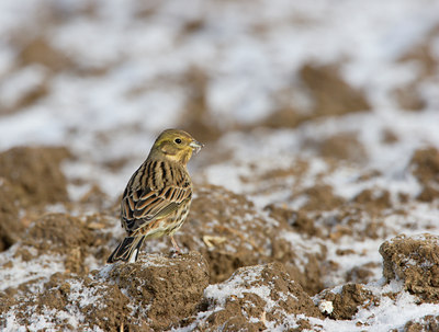 BUITEN BEELD Foto: 21339
