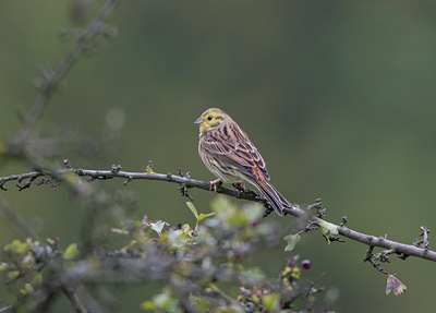BUITEN BEELD Foto: 21340
