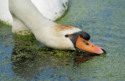 BUITEN BEELD Foto: 21365