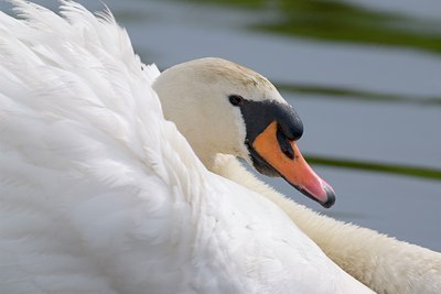 BUITEN BEELD Foto: 21369