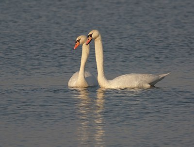 BUITEN BEELD Foto: 21374