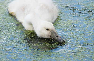 BUITEN BEELD Foto: 21385