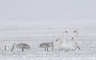 BUITEN BEELD Foto: 21390
