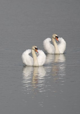 BUITEN BEELD Foto: 21398