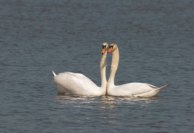 BUITEN BEELD Foto: 21399
