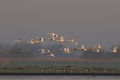 BUITEN BEELD Foto: 21407