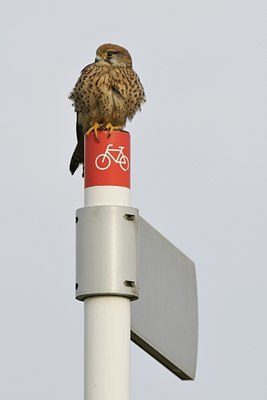 BUITEN BEELD Foto: 21450