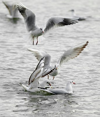 BUITEN BEELD Foto: 21471
