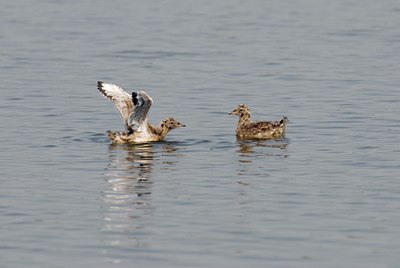 BUITEN BEELD Foto: 21472