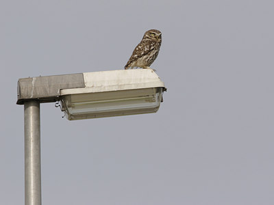 BUITEN BEELD Foto: 21491