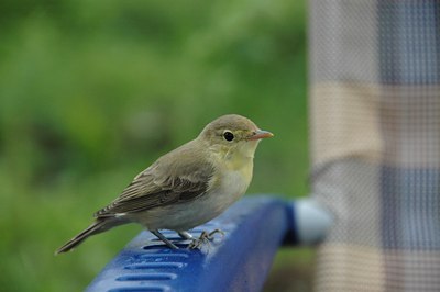 BUITEN BEELD Foto: 21519