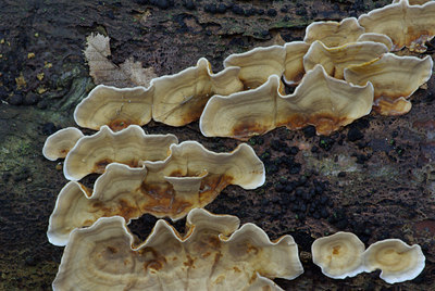 BUITEN BEELD Foto: 21528