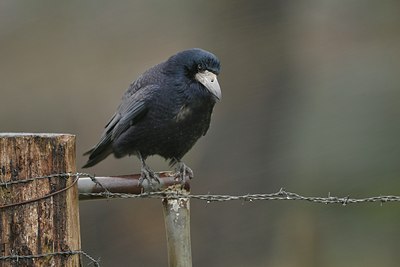 BUITEN BEELD Foto: 21530