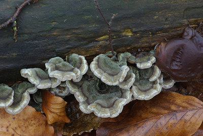 BUITEN BEELD Foto: 21531
