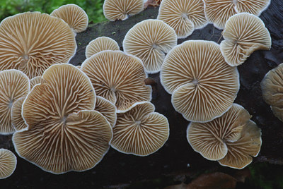 BUITEN BEELD Foto: 21542