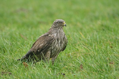 BUITEN BEELD Foto: 21546