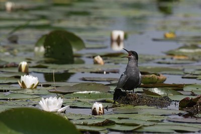 BUITEN BEELD Foto: 21601