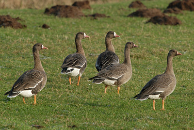 BUITEN BEELD Foto: 21606