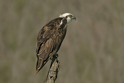 BUITEN BEELD Foto: 21680