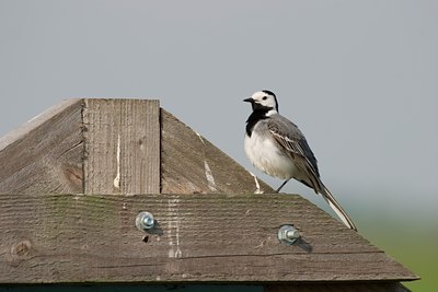 BUITEN BEELD Foto: 21693