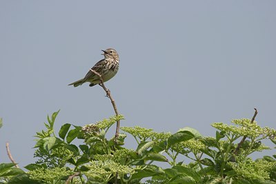 BUITEN BEELD Foto: 21701