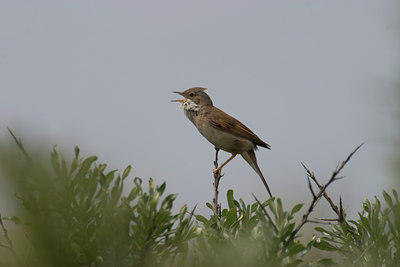 BUITEN BEELD Foto: 21703