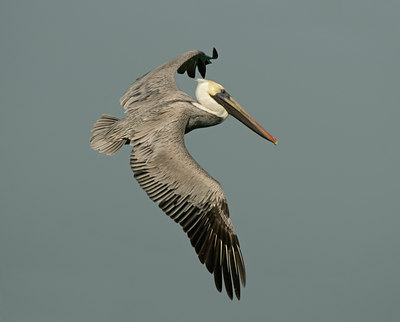 BUITEN BEELD Foto: 21709