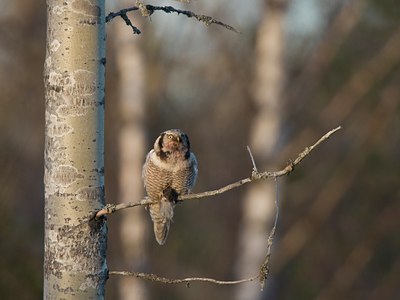 BUITEN BEELD Foto: 21735