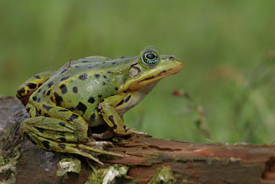 BUITEN BEELD Foto: 21754