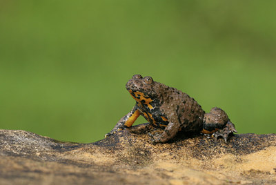 BUITEN BEELD Foto: 21757