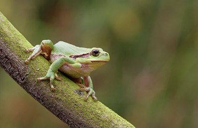 BUITEN BEELD Foto: 21764