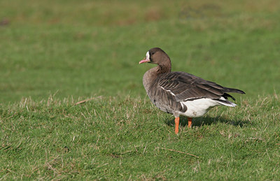 BUITEN BEELD Foto: 21782