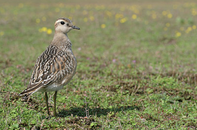 BUITEN BEELD Foto: 21785
