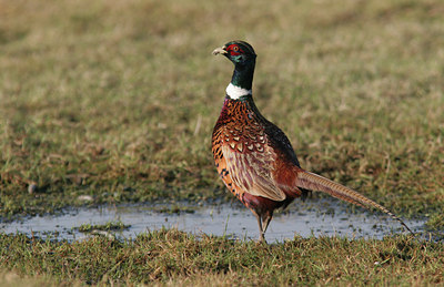 BUITEN BEELD Foto: 21790