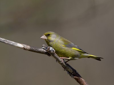 BUITEN BEELD Foto: 21832