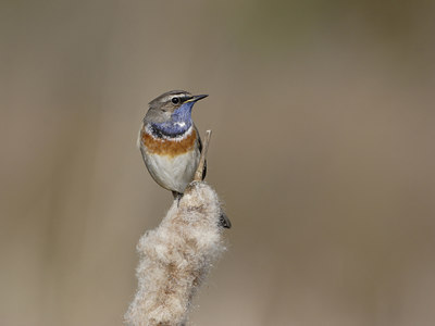 BUITEN BEELD Foto: 21834