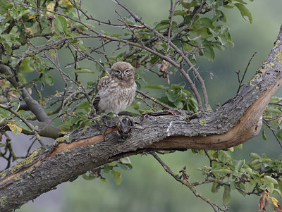 BUITEN BEELD Foto: 21835
