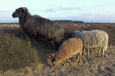 BUITEN BEELD Foto: 21887