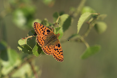 BUITEN BEELD Foto: 21903