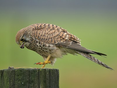 BUITEN BEELD Foto: 21919