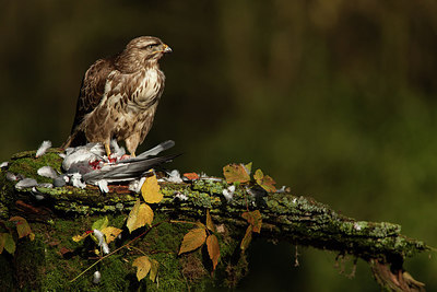 BUITEN BEELD Foto: 219024