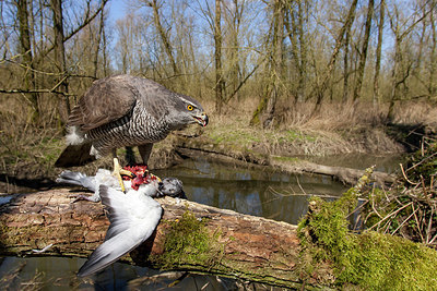 BUITEN BEELD Foto: 219029