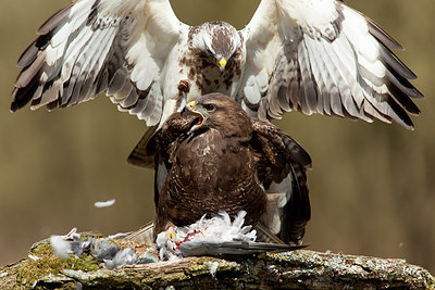 BUITEN BEELD Foto: 219030