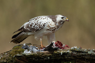 BUITEN BEELD Foto: 219031