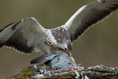 BUITEN BEELD Foto: 219032