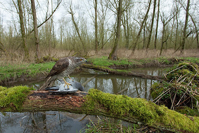 BUITEN BEELD Foto: 219033