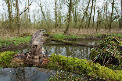 BUITEN BEELD Foto: 219034