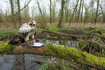 BUITEN BEELD Foto: 219037